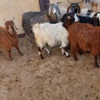 ۱۰عدد‌بزغاله نرو‌ماده|حیوانات مزرعه|خواجه, |دیوار