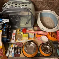 گربه اسکاتیش|گربه|زنجان, |دیوار