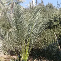 قطع درخت نخل و خرید انواع چوب