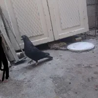 زاغ نر سفت دور|پرنده|اهواز, آریاشهر|دیوار