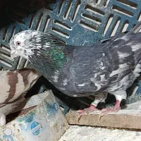 نر سرور|پرنده|گرمسار, |دیوار