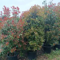 تویا فتونیا