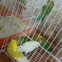 جوجه کوتوله  دانه خور ۱۰ عدد موجود