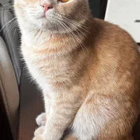 گربه  بریتیش