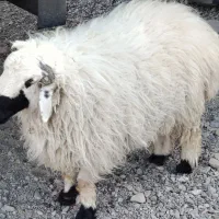 بره نر|حیوانات مزرعه|نیمروز, |دیوار