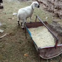 سه میش نری خورده اند و یک میش و بره ب فروش میرسد|حیوانات مزرعه|فهرج, |دیوار