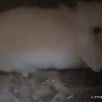 خرگوش