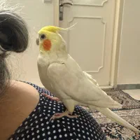 عروس هلندی نر