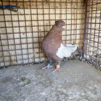 سبز هل پاپر و سینه تافته ای|پرنده|شیراز, رکنآباد|دیوار