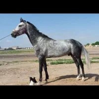 اسب ترکمن خالص با مدارک