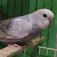 مرغ عشق مرتب|پرنده|تربت‌حیدریه, منصوریه|دیوار