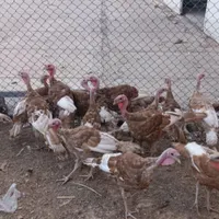 بوقلمون بوربون دوماهه و تخم گزار|حیوانات مزرعه|سردشت, |دیوار