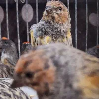 سهره گلبسر بالغ|پرنده|قزوین, |دیوار