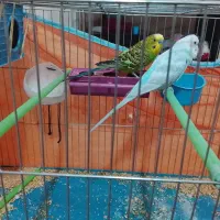 فروش مرغ عشق|پرنده|ابهر, |دیوار