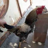 فروش خروس دورگ لاری زینتی