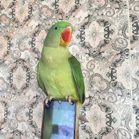 شاه طوطی نر