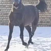 جوان اسب نریان کرد