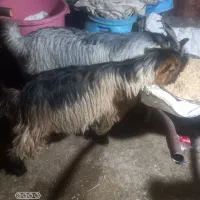 ۲عددتیشتر نر چاق اخلاقی دارم فروشی|حیوانات مزرعه|شوشتر, |دیوار