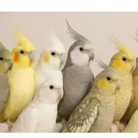 عروس هلندی پیداشده درمحدوده حصار