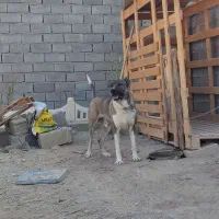 سگ سرابی نگهبان|سگ|صفادشت, |دیوار