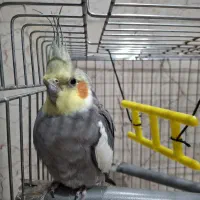 فروش عروس هلندی