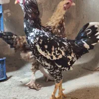 مرغ خروس|حیوانات مزرعه|تهران, افسریه شمالی|دیوار