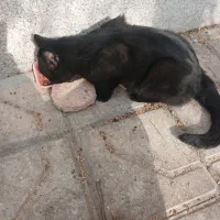 گربه مشکی خانگی پیداشده