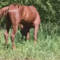 نریان کرد|اسب و تجهیزات اسبسواری|ارومیه, |دیوار