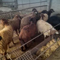 بره|حیوانات مزرعه|گرگان, |دیوار