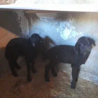 تعداد۱۱راس‌افشاری‌ویک‌راس‌قوچ