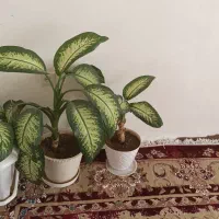 گل طبیعی|گل و گیاه طبیعی|سردشت, |دیوار