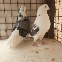 چندجفت کبوترخوب برای جفت کردن هم خال وهم پرش