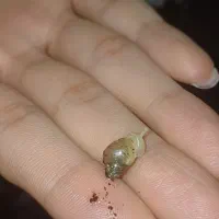 جوجه حلزون آچاتینا آلبینو|خزنده|مشهد, حجاب (شهرک غرب)|دیوار