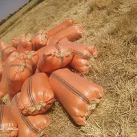 کاه گندم|لوازم جانبی حیوانات|ایلام, |دیوار