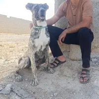 توله  سگ ماده