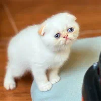 اسکاتیش گلدن پوینت|گربه|رشت, منظریه|دیوار