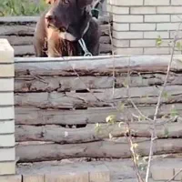 واگذاری نر۷ماهه قدریجونی|سگ|ری, علایین|دیوار