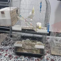 جفت عروس هلندی