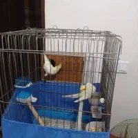 یک جفت عروس هلندی مولد لوتینوسالم سرحال|پرنده|بهارستان, |دیوار