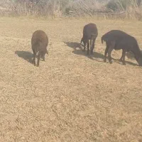 بره ماده