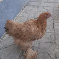 فروش مرغ تخمگذار. پا پر  و محلی تخم مرغ بزرگ|حیوانات مزرعه|ابهر, |دیوار