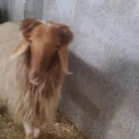 قوچ اصل ملکشاهی