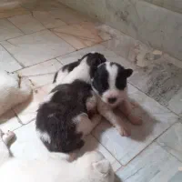 سااموید دورنگ سیاه و سفید|سگ|نجفآباد, رحمت آباد|دیوار