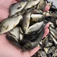 بچه کپور