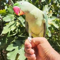 طوطی سبز رام یکساله معاوضه با سگ ژرمن نر مو بلند|پرنده|شیراز, معالی‌آباد|دیوار