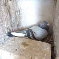 دو جفت قره مسافتی