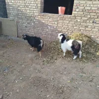 دو عدد بزغاله نر خوب