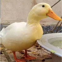 اردک جوان