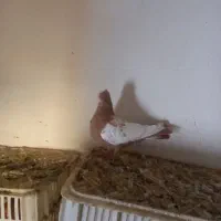 کفترسینه|پرنده|گرمخان, |دیوار