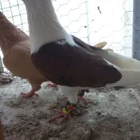 کفتر رنگه زرد کلاغ ساده پشتی شازده فروش فوری